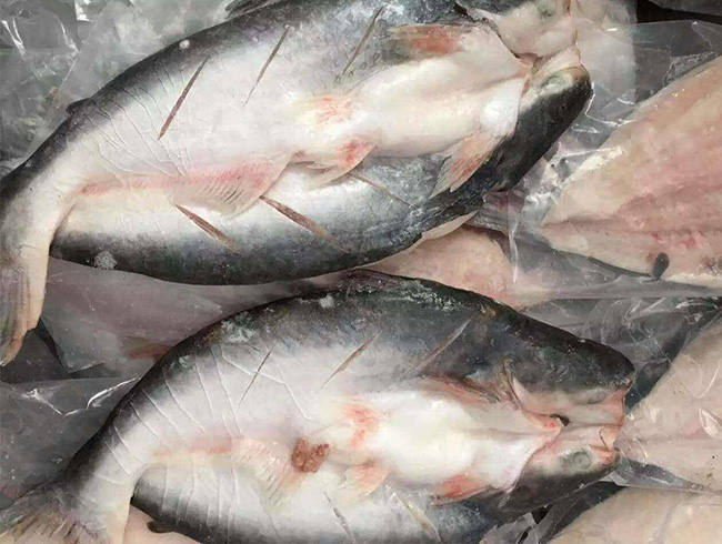 开背巴沙鱼