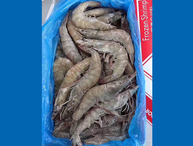 厄瓜多尔白虾