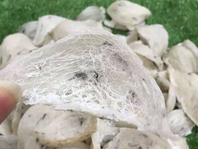 轻毛燕