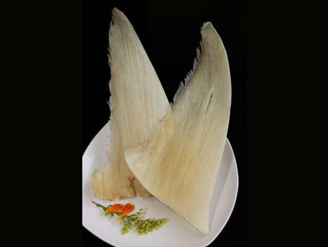鲨鱼翅
