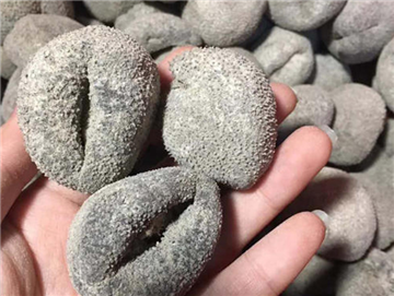 珍珠球参