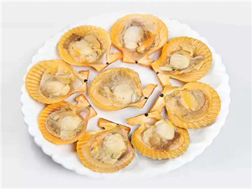 黄金贝